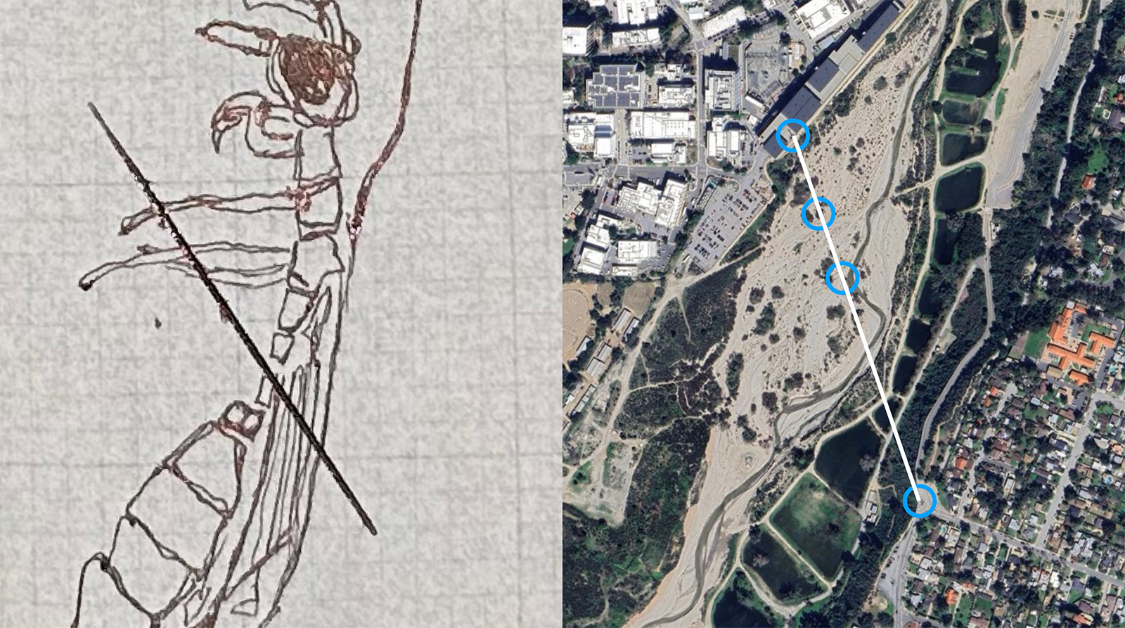 Side by side comparison of wasp drawing with satellite image of the Arroyo Seco.